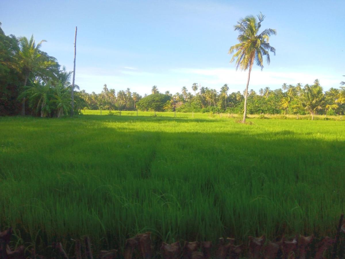 Coconut Island Yala Safari Place Tissamaharama Exteriör bild